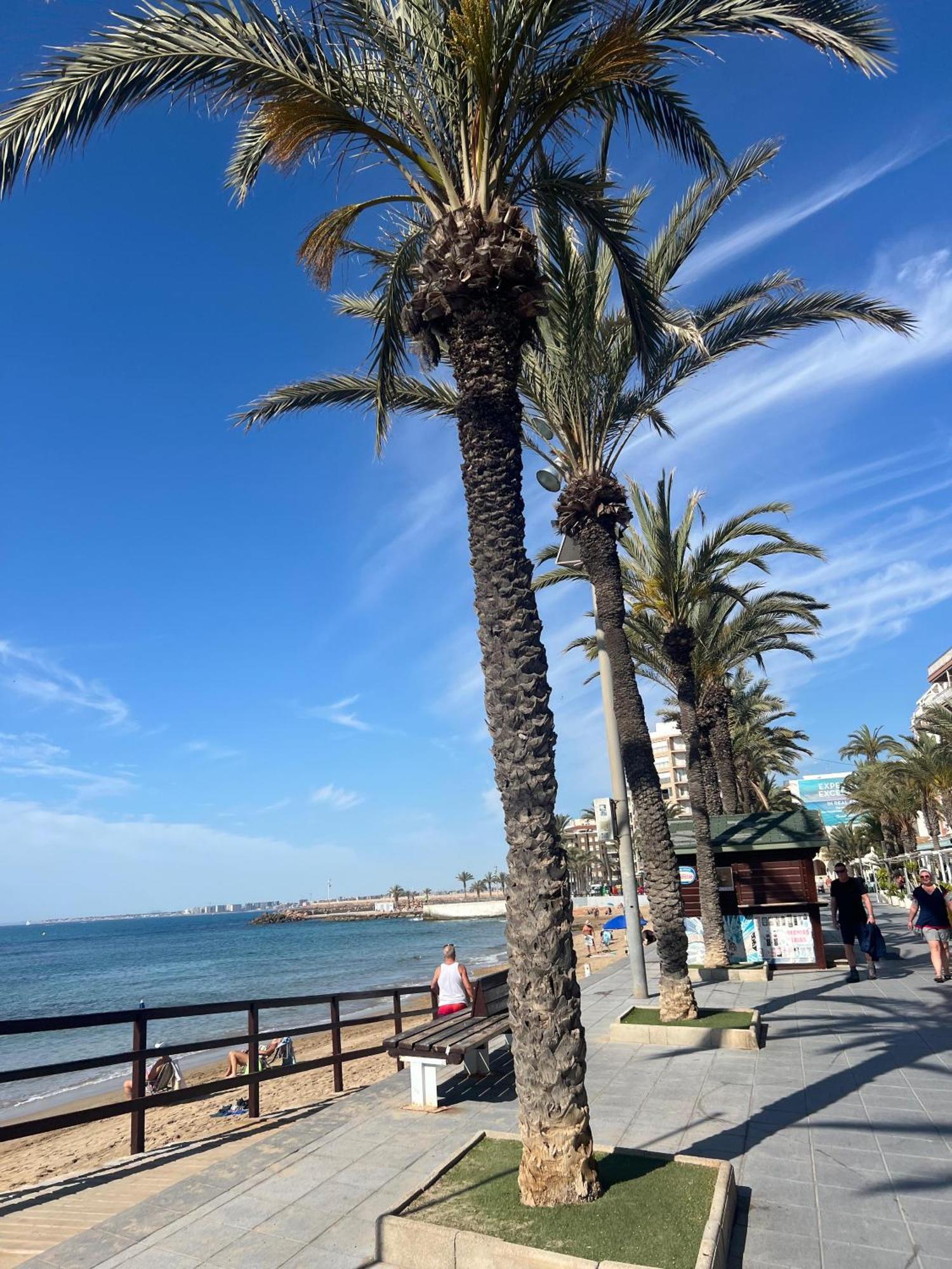 Appartement Torrevieja Alicante エクステリア 写真
